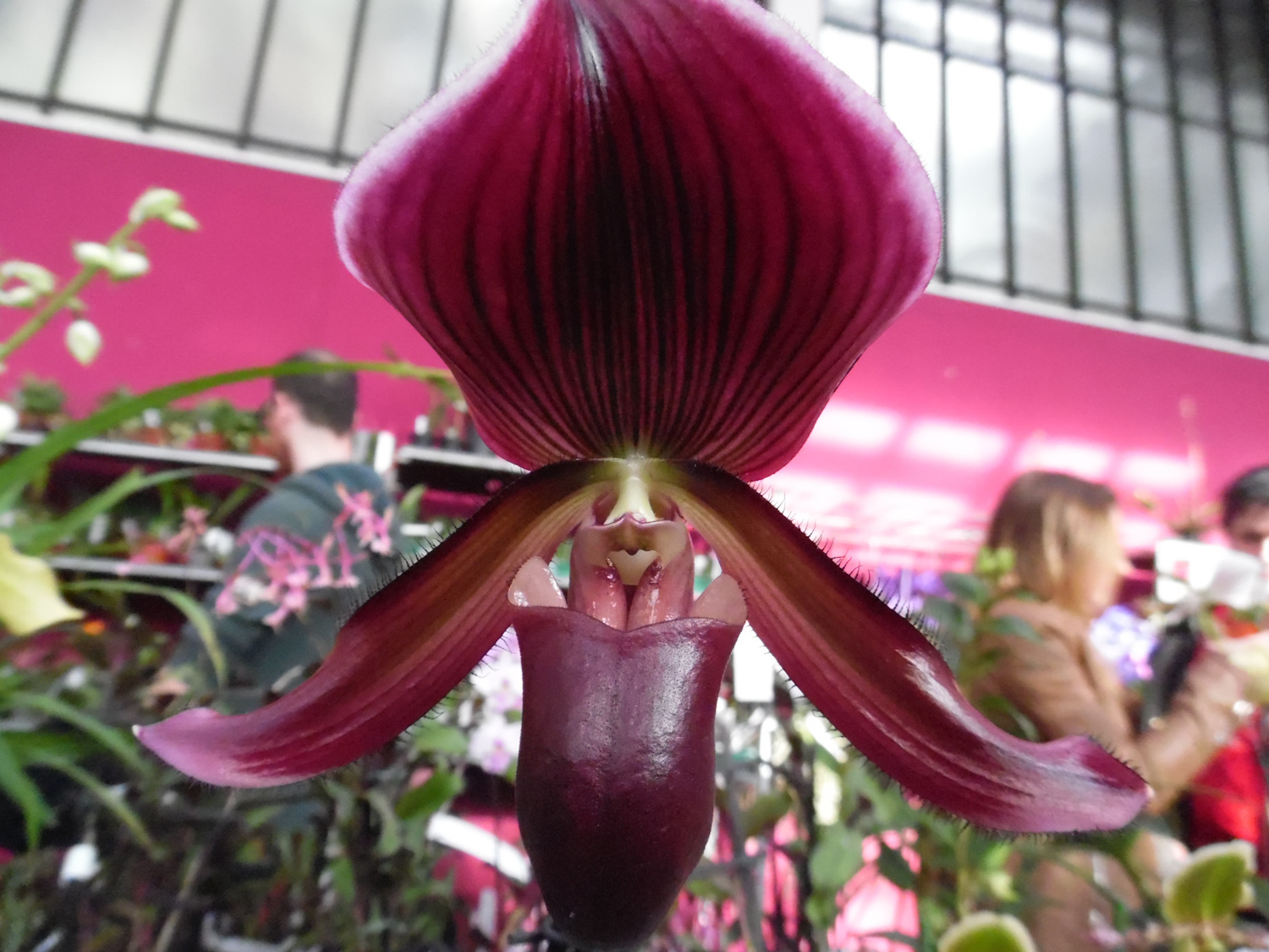 Fantastic orchid displays